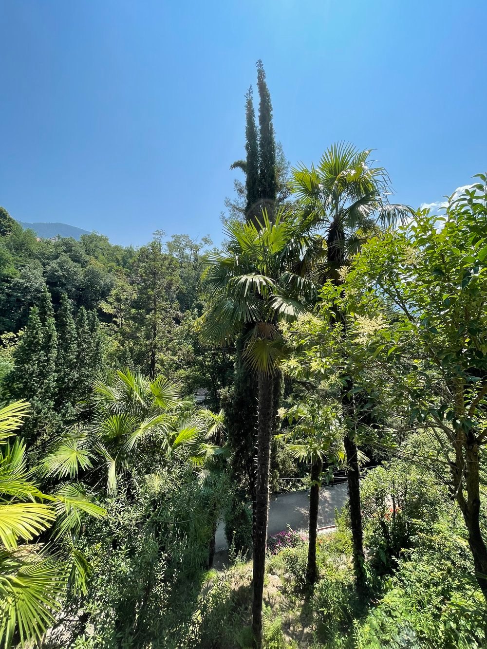 Mediterrane Vegetation in Meran